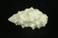 白結螺藏品圖，第2張